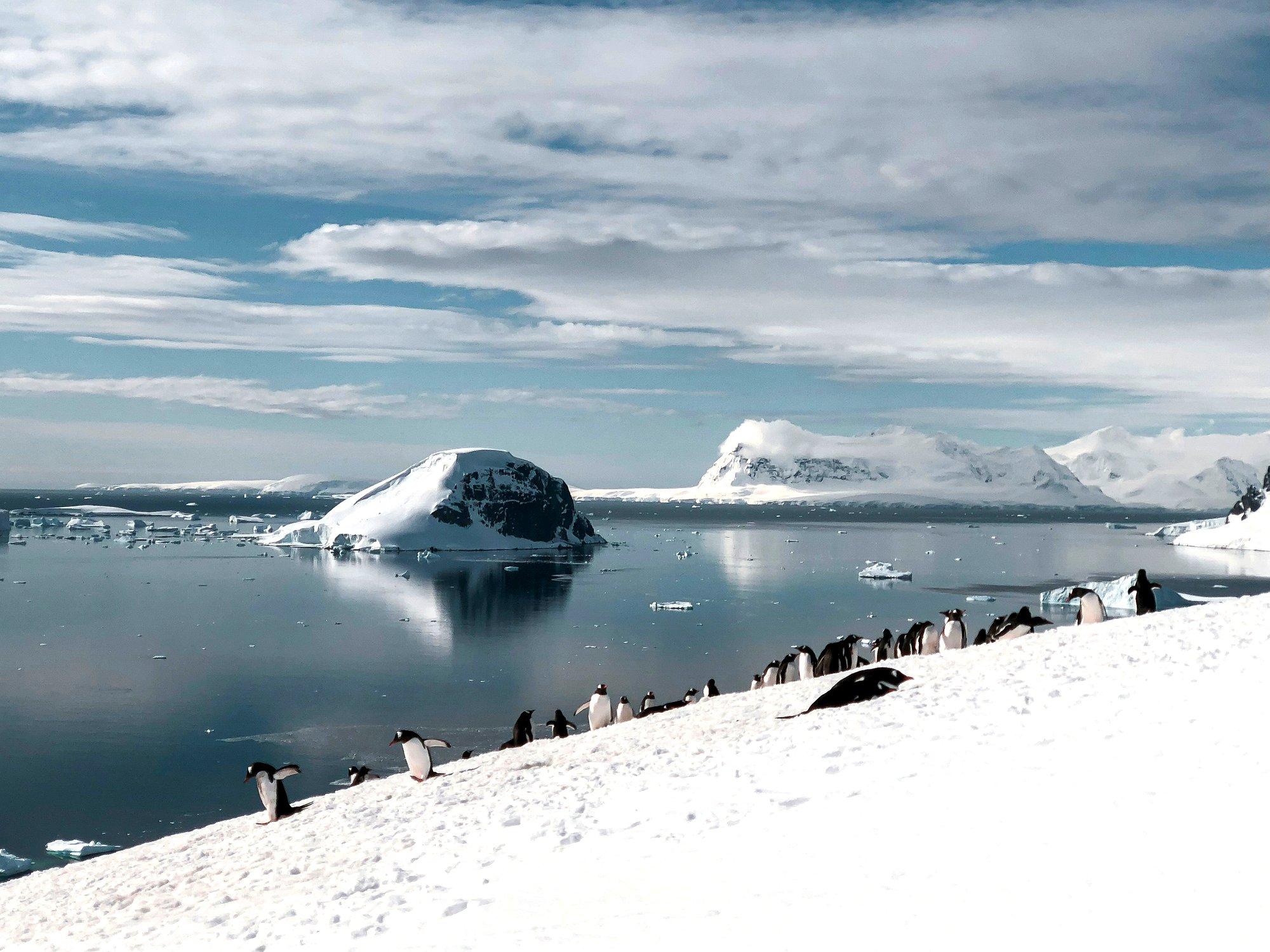 Penguins, Antarctic Peninsula