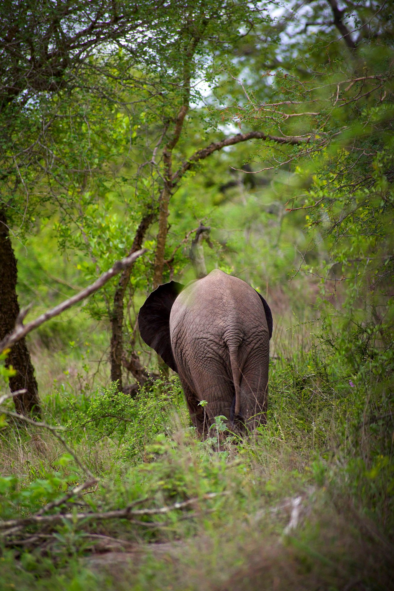 Elephant, South Luangwa National Park, Zambia
