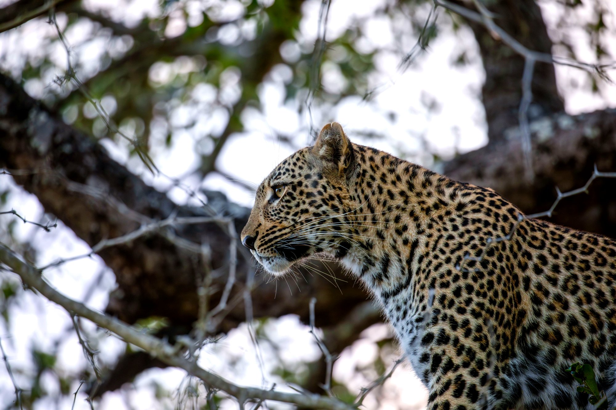 Leopard, South Luangwa National Park