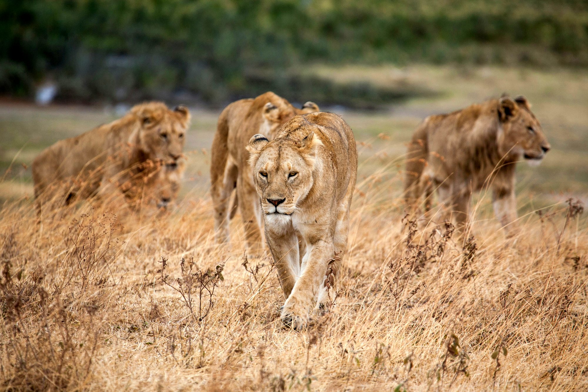 Lion pride, Ngorongoro Crater, Tanzania