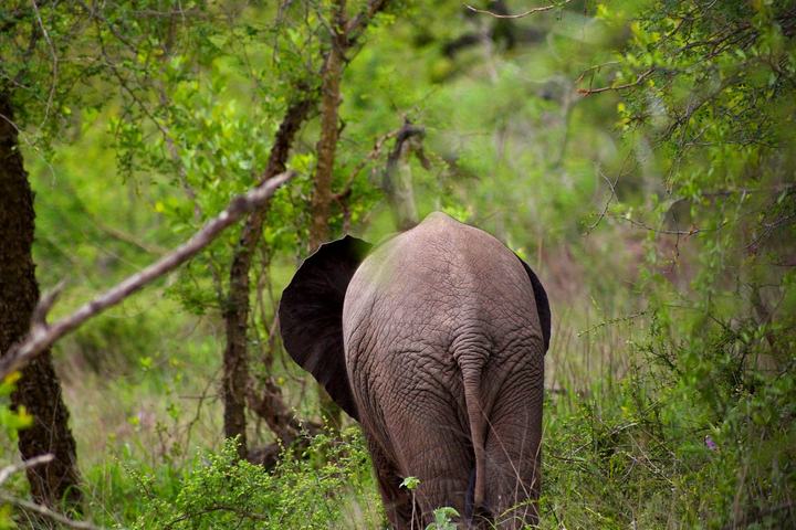 Elephant in South Luangwa National Park, Zambia